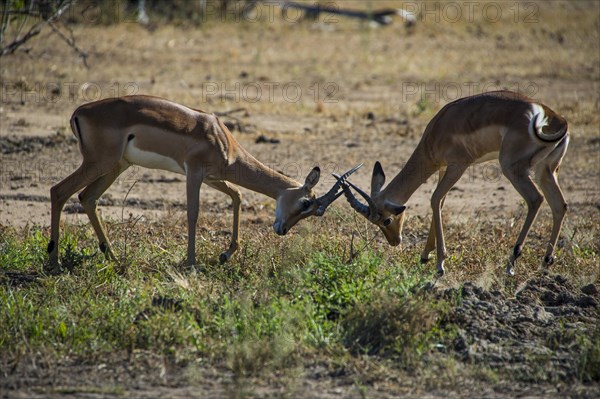 Two Impala (Aepyceros melampus) fighting