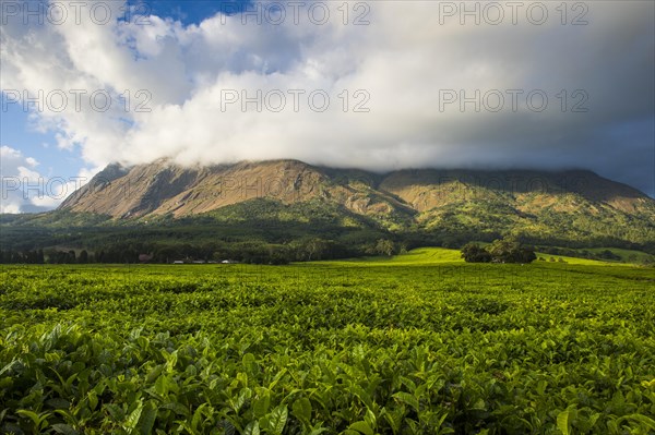 Tea plantation at Mount Mulanje