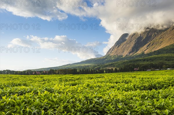 Tea plantation at Mount Mulanje