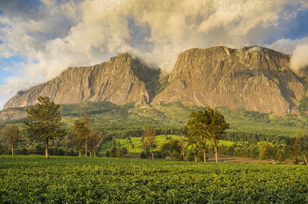 Tea plantation at Mount Mulanje