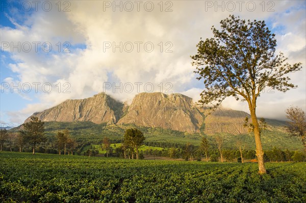 Tea plantation at Mount Mulanje