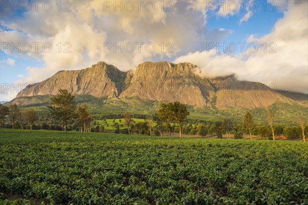 Tea plantation at Mount Mulanje