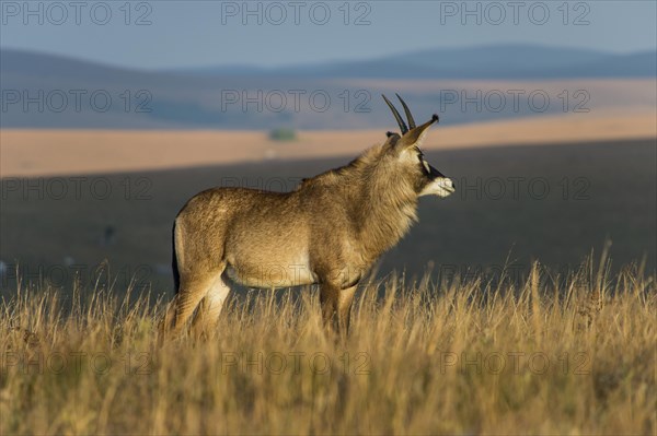 Roan antelope (Hippotragus equinus)