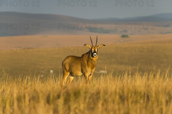 Roan antelope (Hippotragus equinus)