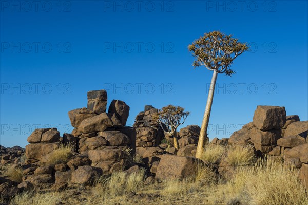 Quiver tree (Aloe dichotoma) between bizarre rock formations