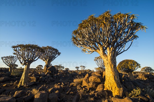 Quiver tree forest (Aloe dichotoma) im Abendlicht