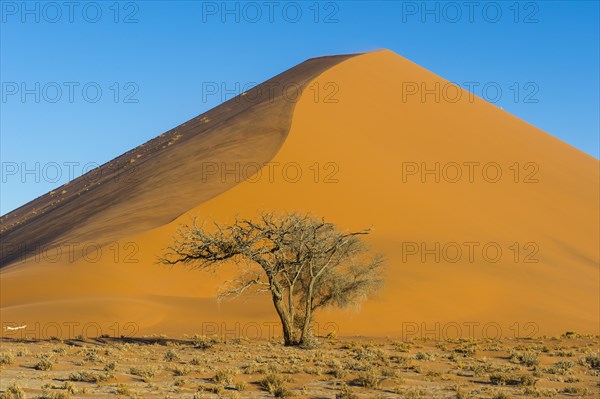 Camelthorn tree (Acacia erioloba) before the giant sanddune Dune 45