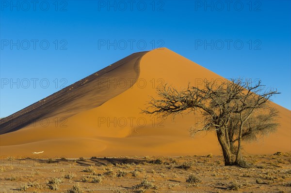 Camelthorn tree (Acacia erioloba) before the giant sanddune Dune 45