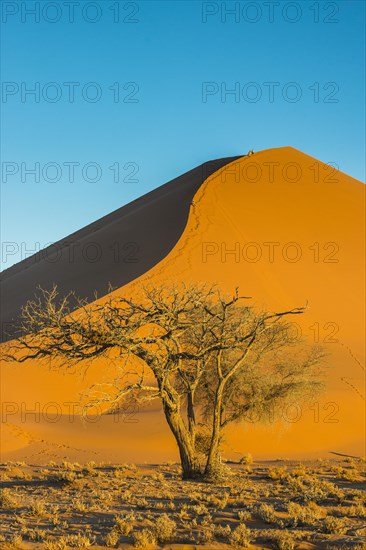 Camelthorn tree (Acacia erioloba) before the giant sanddune Dune 45