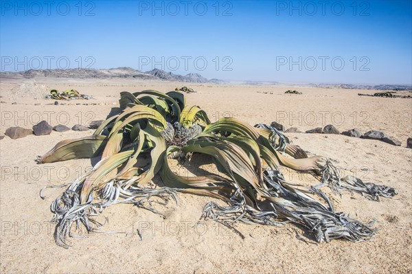 Welwitschia (Welwitschia mirabilis)