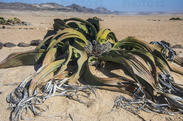 Welwitschia (Welwitschia mirabilis)