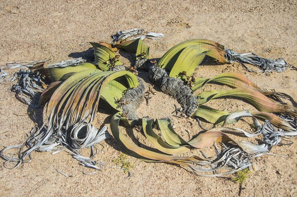 Welwitschia (Welwitschia mirabilis)