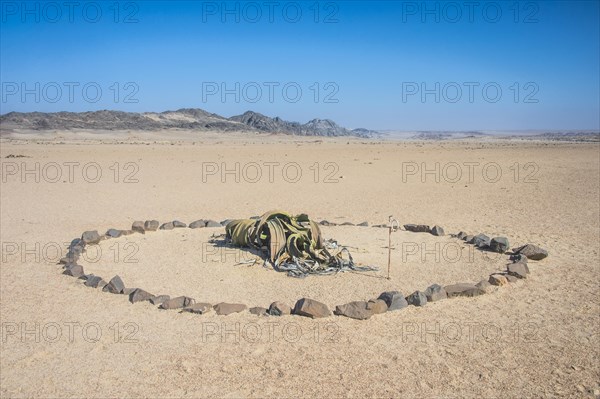 Welwitschia (Welwitschia mirabilis)