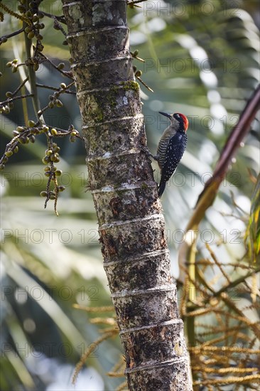 Acorn Woodpecker (Melanerpes formicivorus) with Palm