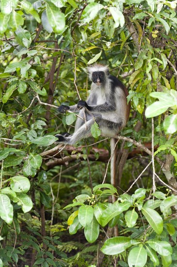 Zanzibar red colobus (Piliocolobus kirkii)