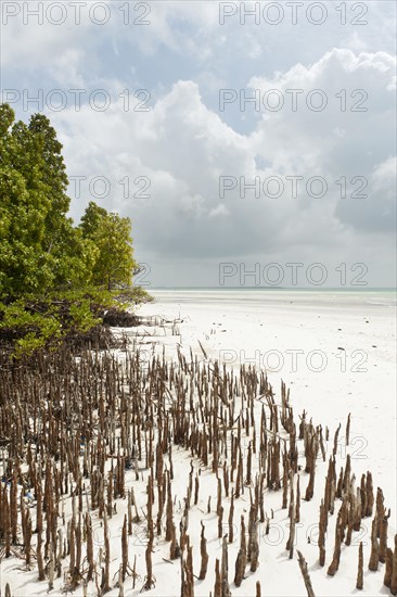 Mangrove