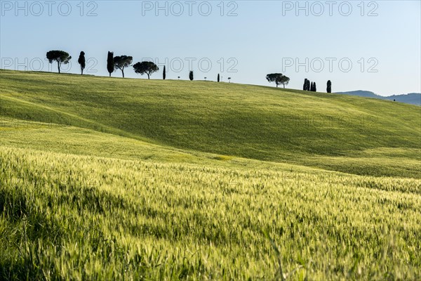 Tuscan landscape with cluster of trees on hill and cornfield