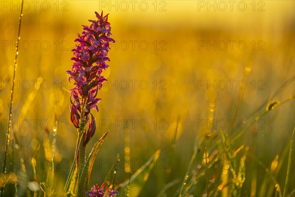 Broad-leaved marsh orchid (Dactylorhiza majalis) in a meadow in the back light in the early morning at sunrise