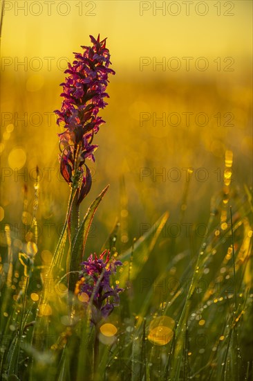 Broad-leaved marsh orchid (Dactylorhiza majalis) in a meadow in the back light in the early morning at sunrise