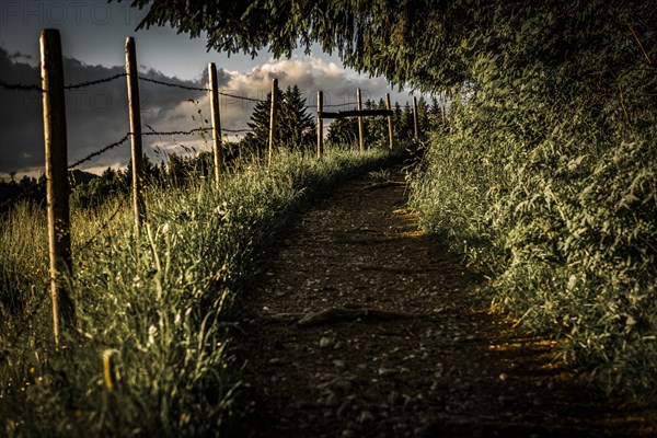 Narrow path with fence at forest edge