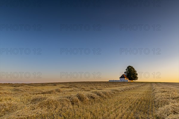 Sank Walburga Chapel in cornfield at Blue Hour