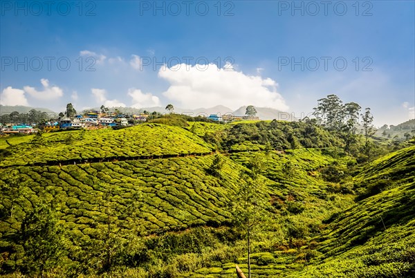 Tea plantations in the mountains near Munnar