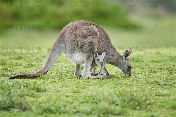 Eastern grey kangaroo (Macropus giganteus)