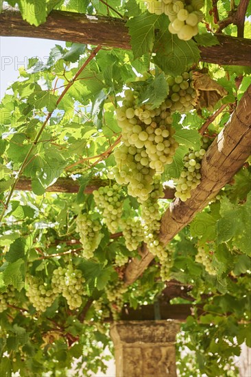 Wine vines on espalier