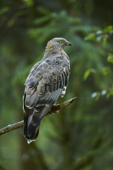 European honey buzzard (Pernis apivorus) sitting on a twig