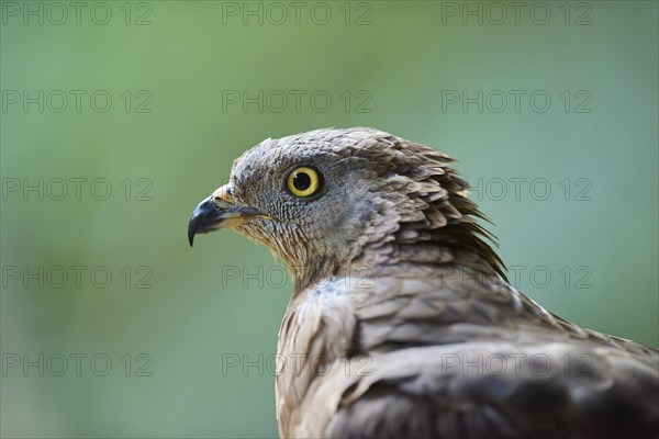 European honey buzzard (Pernis apivorus)