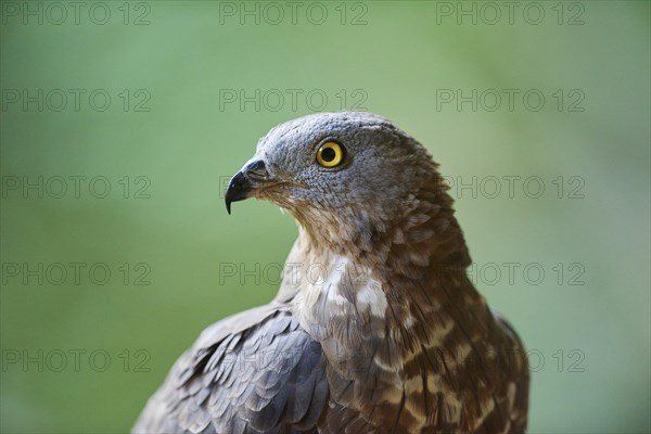 European honey buzzard (Pernis apivorus)