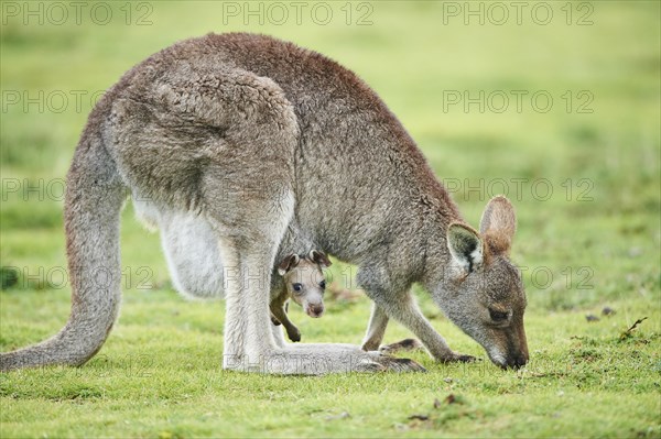 Eastern grey kangaroos (Macropus giganteus)