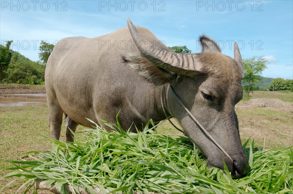 Water buffalo or domestic Asian water buffalo (Bubalus bubalis) eating grass
