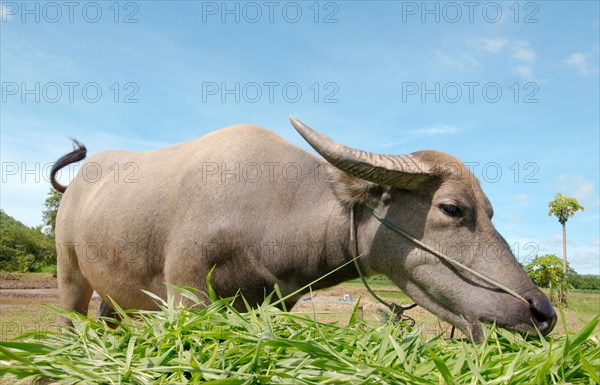 Water buffalo or domestic Asian water buffalo (Bubalus bubalis) eating grass