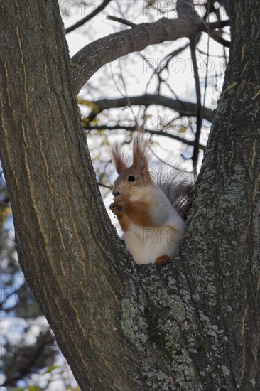 Red squirrel or Eurasian red squirrel (Sciurus vulgaris) sitting on the trunk of a branching tree and eating nut