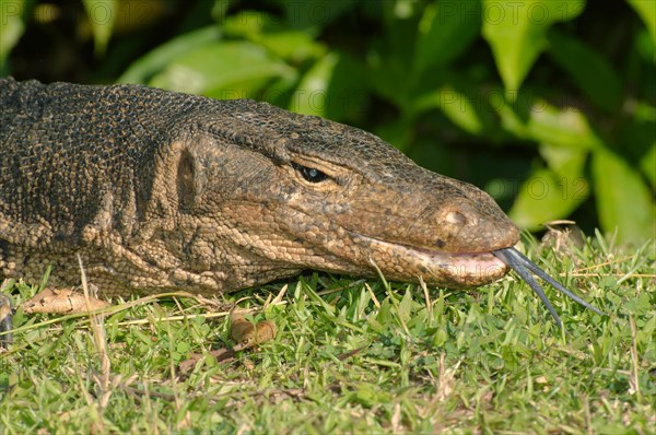 Asian water monitor or Aquatic Varan (Varanus salvator)