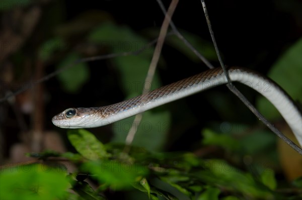 Paradise tree snake or Paradise flying snake (Chrysopelea paradisi)