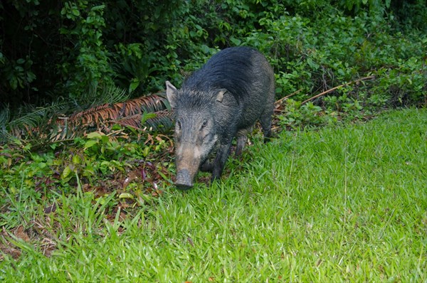 Wild boar