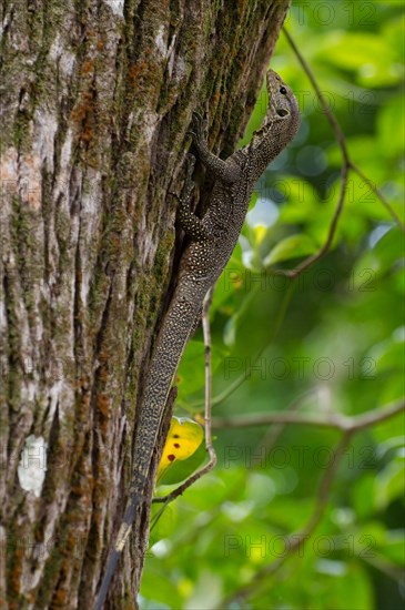 Asian water monitor or Aquatic Varan (Varanus salvator)