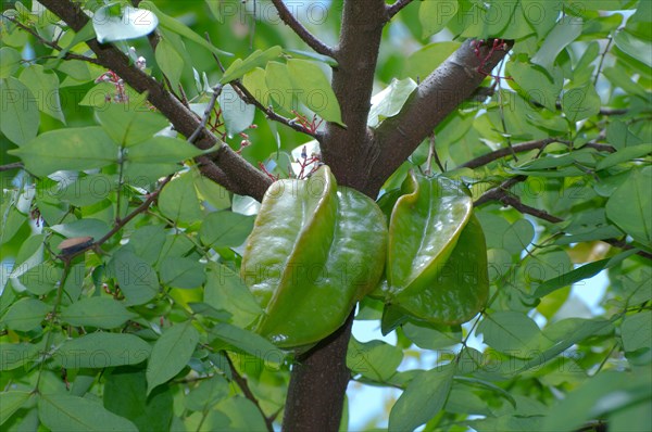 Star fruit