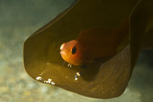 Prickleback