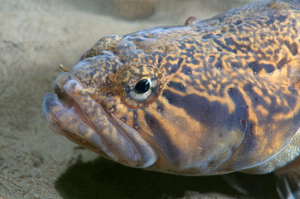 Prickleback