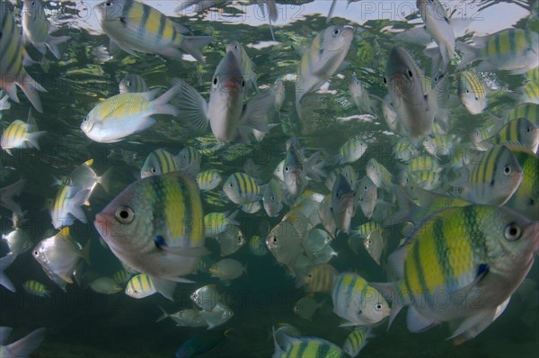 School of Indo-Pacific sergeants (Abudefduf vaigiensis)