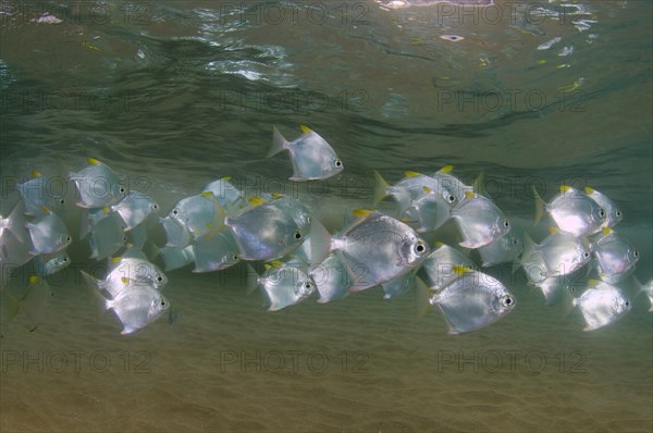 School of Silver Moonfish (Monodactylus argenteus)