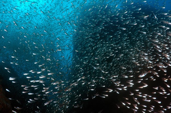 School of Pigmy Sweeper (Parapriacanthus ransonneti) swimming near coral reef