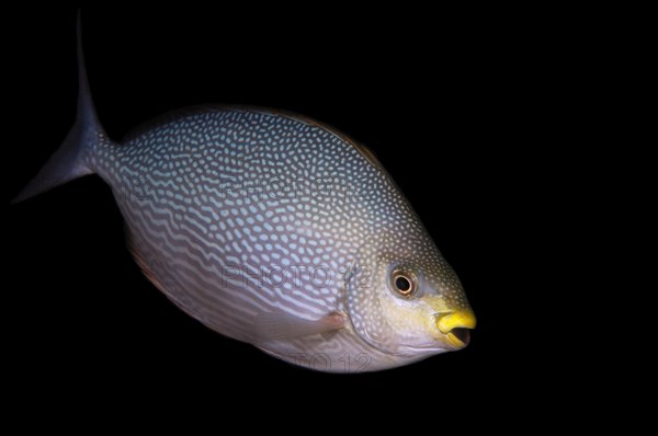 Streaked spinefoot (Siganus javus)