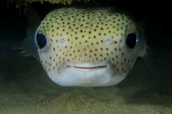 Spot-fin porcupinefish