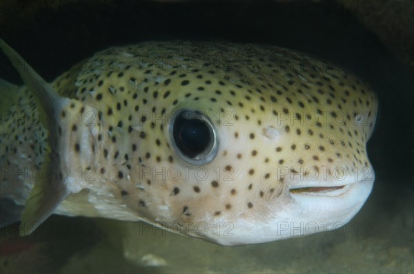 Spot-fin porcupinefish (Diodon hystrix)