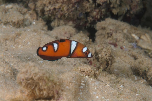 Queen coris or red wrasse (Coris formosa)