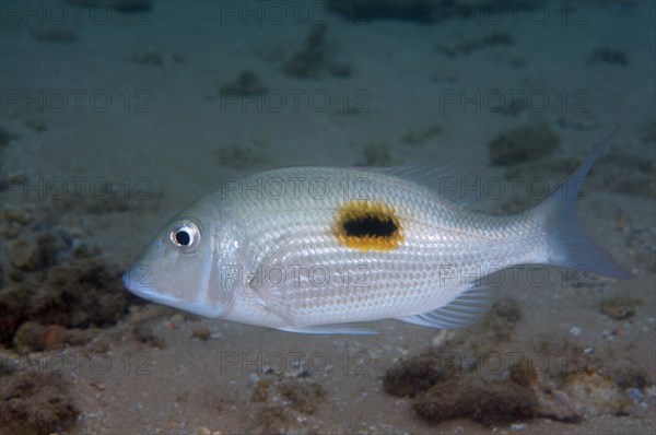 Thumbprint emperor (Lethrinus harak)